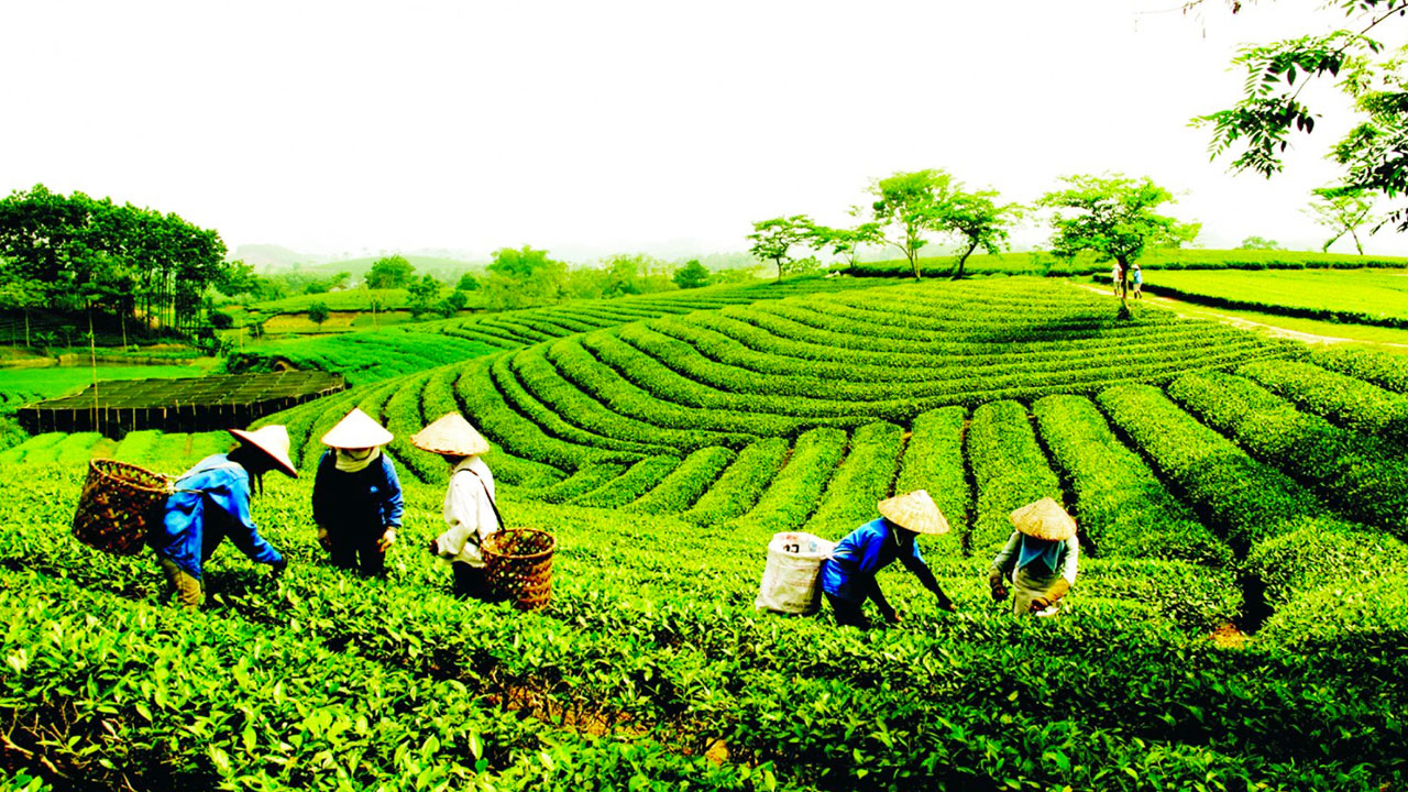 Thai Nguyen tea hill