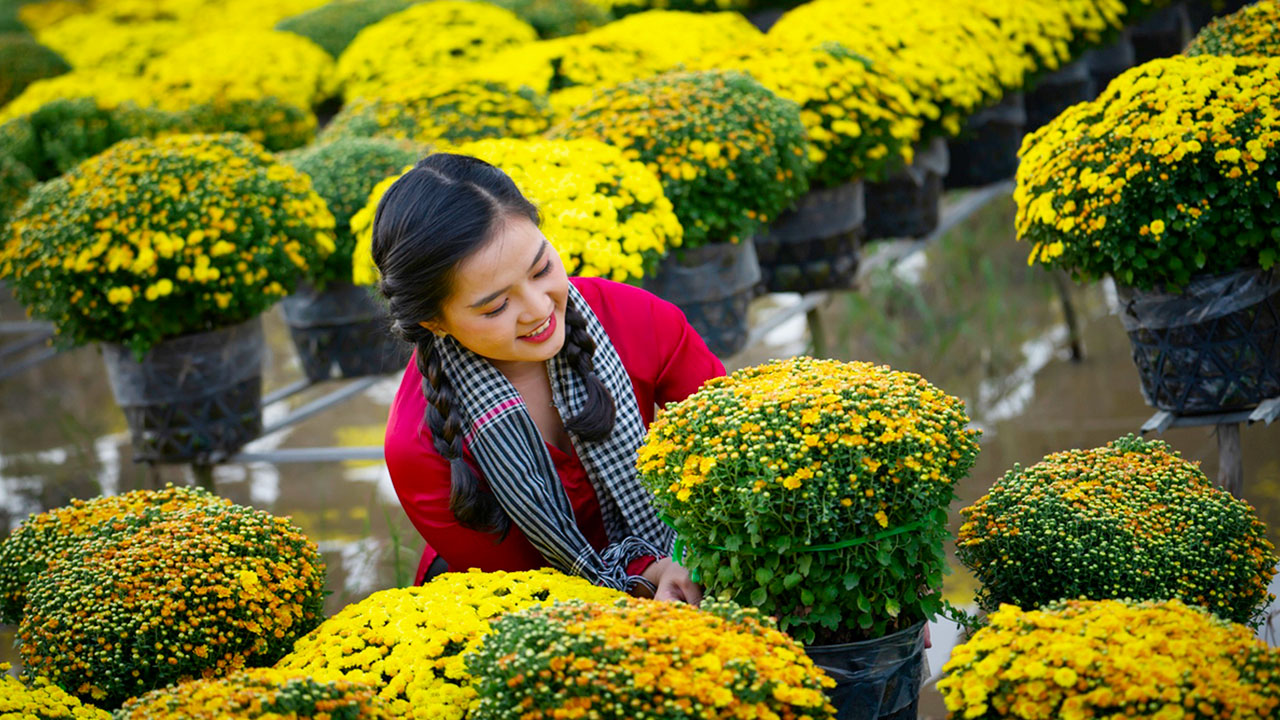 Daisies