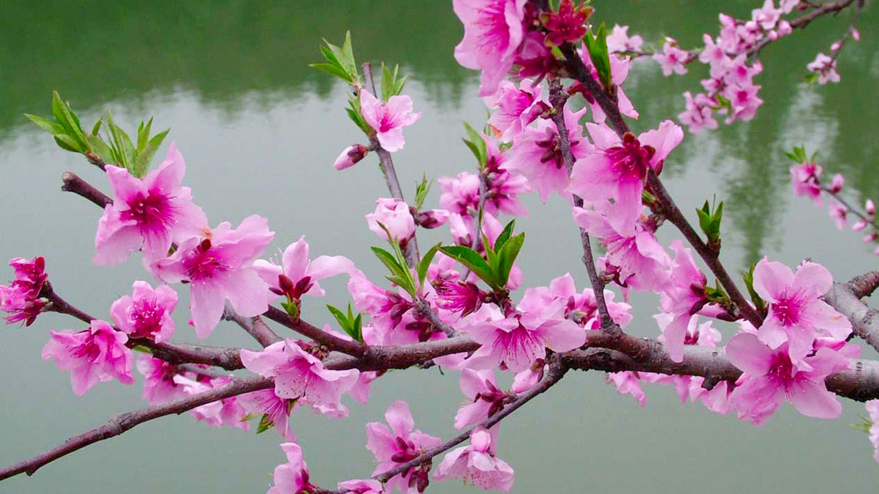 Peach Blossoms