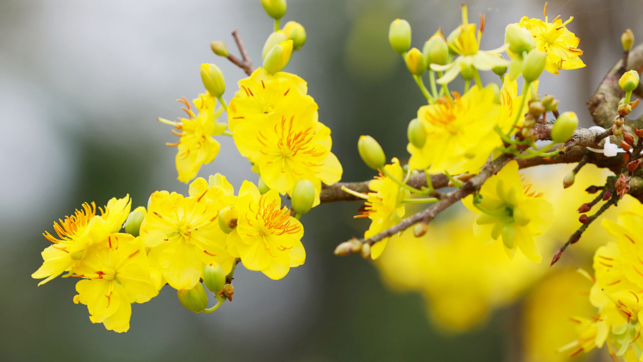 Yellow Apricot Blossoms