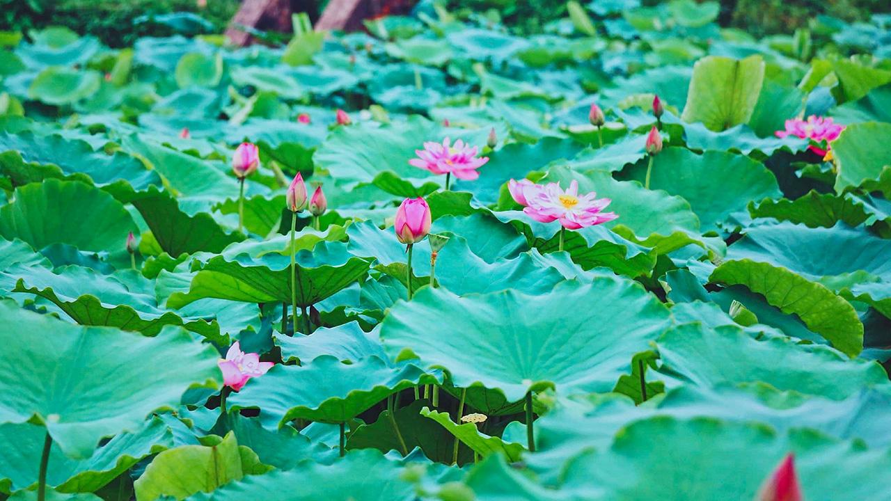 Lotus pond in West Lake
