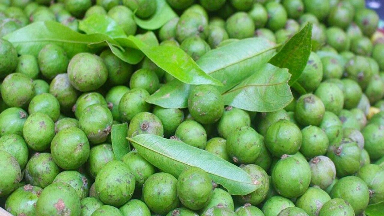 Trái sấu xanh Hà Nội